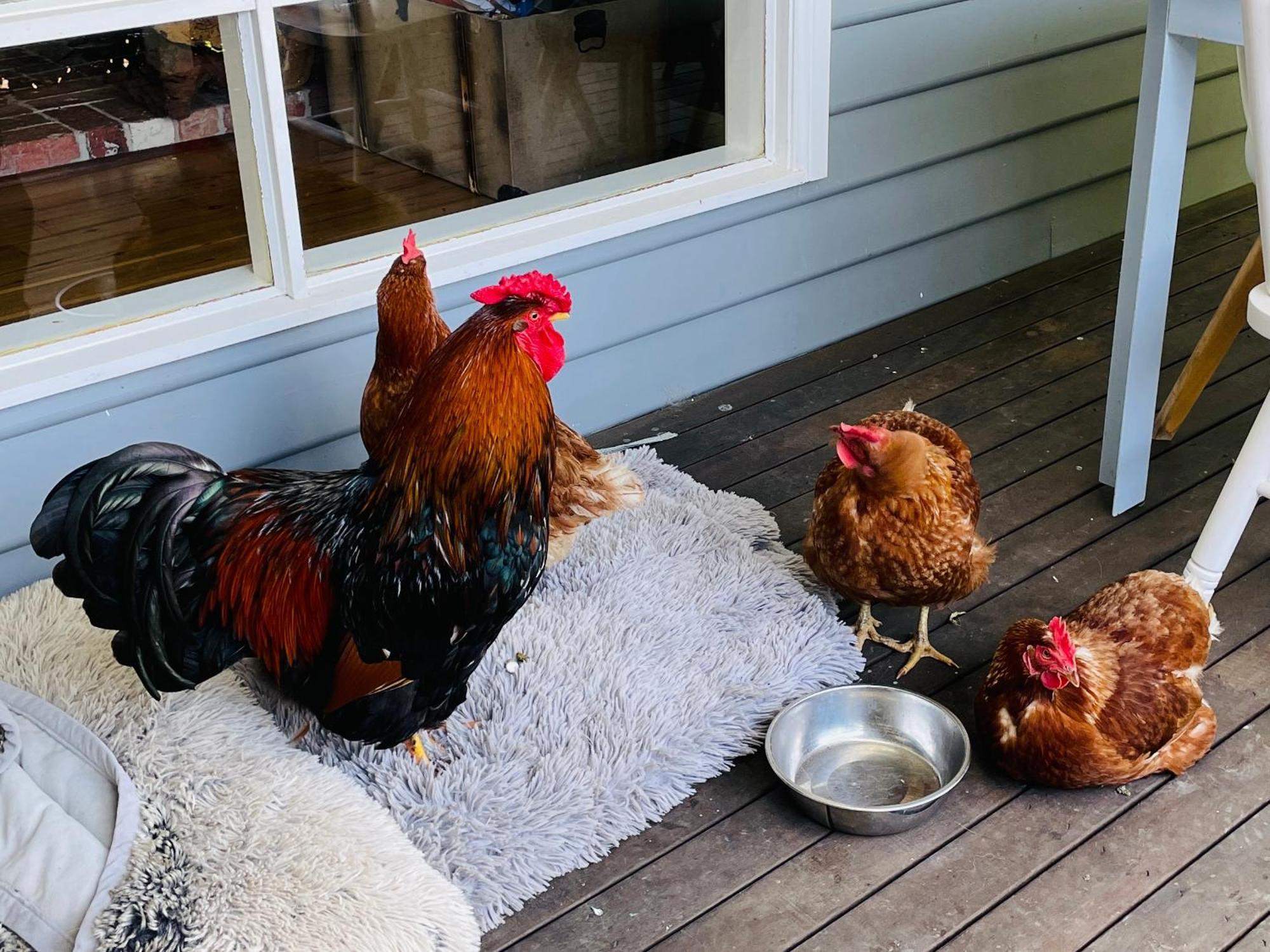 Farm Stay Maple Cottage At Wilindi Estate Tyabb Luaran gambar