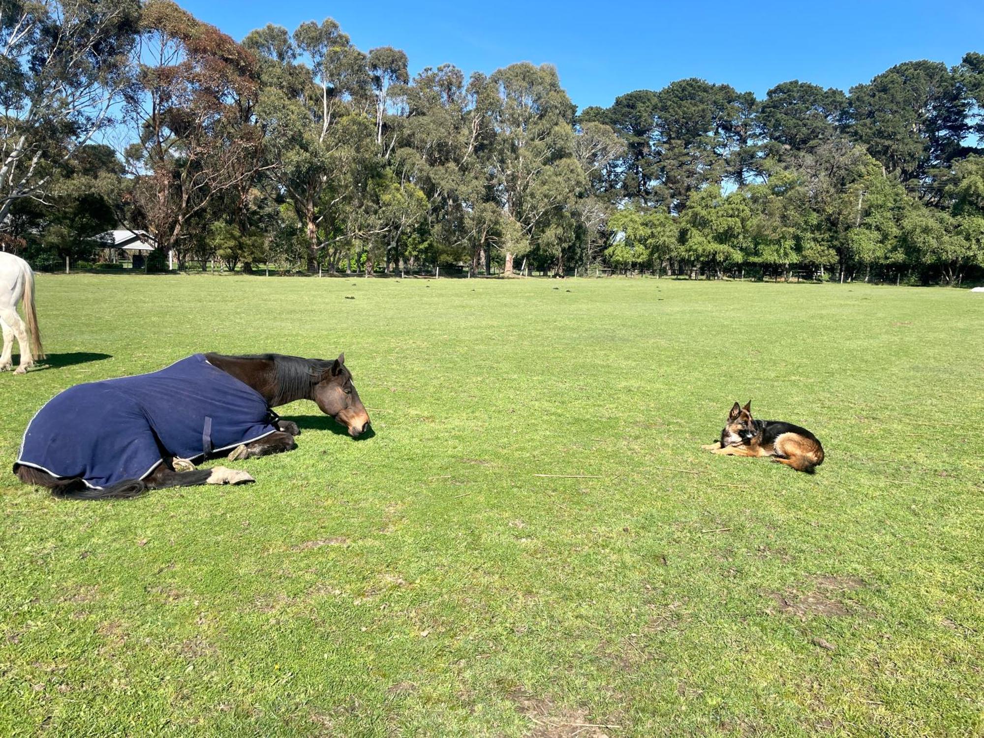 Farm Stay Maple Cottage At Wilindi Estate Tyabb Luaran gambar